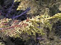 Juniperus chinensis cv Aurea (fam Cupressacees) (Photo F. Mrugala) (3)